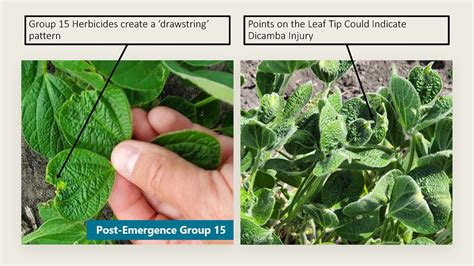 Recognizing And Reporting Dicamba Damage