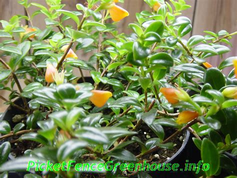 If the plant gets too cold, it will drop its leaves before eventually dying. Goldfish Plant Propagation Nematanthus Species is a great ...