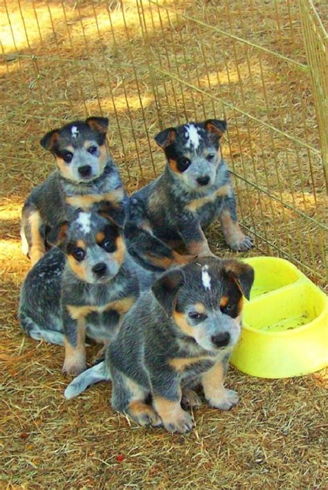 Oakley is due with her litter towards the end of february, we are expecting these pups to mature around 17 inches and 40lbs. blue heelers for sale with pitchers of dogs | Water Sky ...