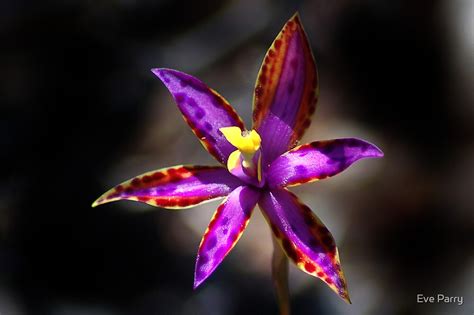 Eastern Queen Of Sheba Orchid By Eve Parry Redbubble