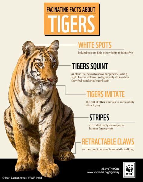 Tiger Facts Tiger Facts Tiger Pictures