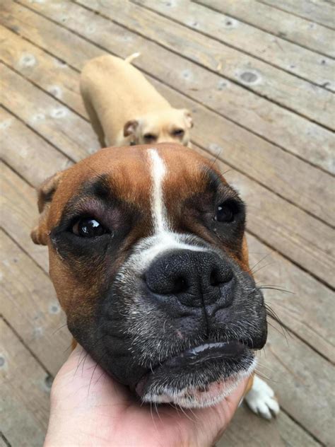 Kiki Has Hives Help Boxer Forum Boxer Breed Dog Forums