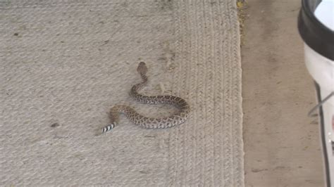 Snakes Starting To Slither Outside In Phoenix Area Youtube
