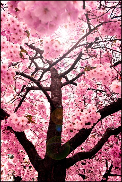 Sweet Red Cherry Blossom Tree By Yu Uki On Deviantart