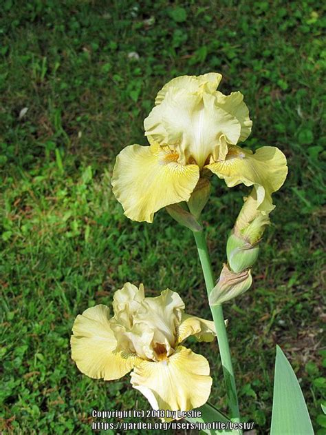 Tall Bearded Iris Iris Lenora Suzzette In The Irises Database