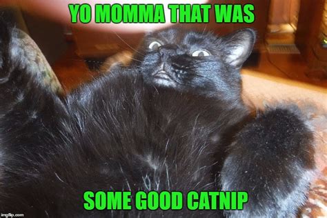 High On Catnip Memes And S Imgflip