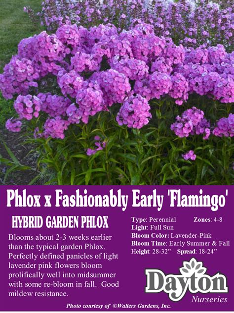 Phlox X Fashonably Early Flamingo Hybrid Garden Phlox Blooms