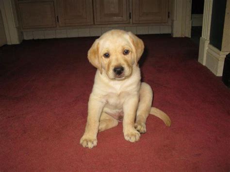 Adorable Akc Male Yellow Lab Puppiesfemale Akc Chocolate Lab For Sale