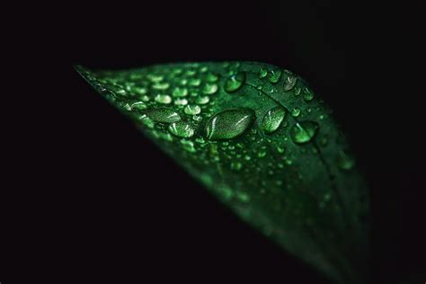Green Leafed Plant With Water Dew Leaves Water Drops Water Green Hd