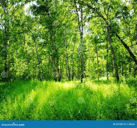 Birch Forest On A Sunny Day Spring Landscape Stock Image Image Of