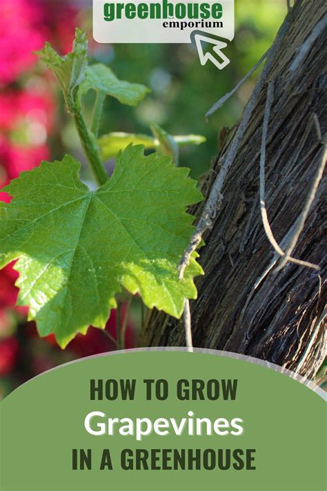 How To Grow Grapevines In A Greenhouse Greenhouse Emporium