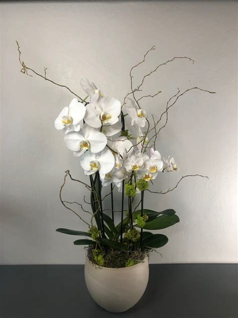 Double Phalaenopsis Orchid Display Dressed With Curly Willow And Moss In Corte Madera Ca