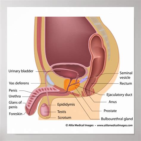 Male Reproductive Organs Sagittal Labeled Diagram Poster