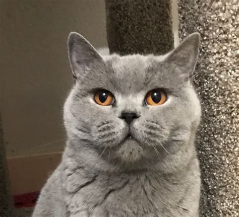 British Shorthair Cats Cheeky Brits Cattery North Carolina