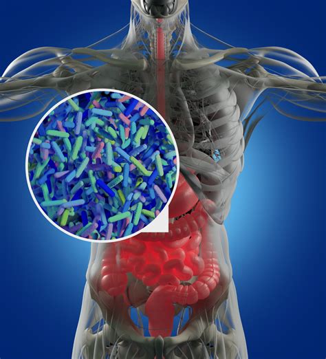 The Role Of The Gut Microbiota In The Toxicity Of Foodborne Chemicals Wur