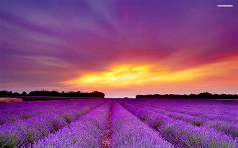🔥 Download Lavender Field Purple Sunset Wallpaper By Ricardofreeman