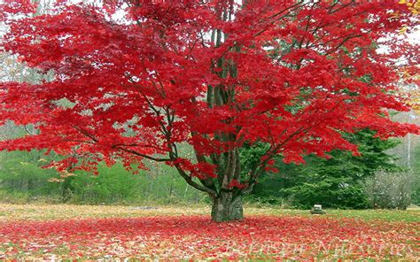 Buy Red Maple Trees Online Acer Rubrum For Sale