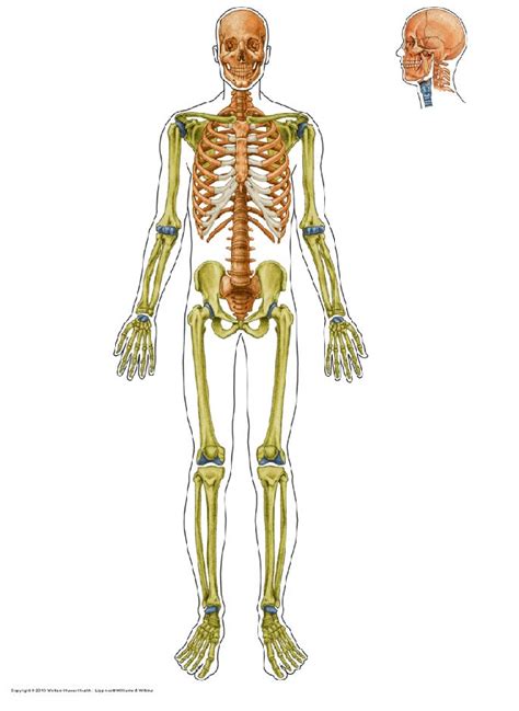 Anatomía Unam Esqueleto Axial Y Apendicular
