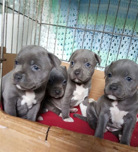 The miniature pitbull or the pocket pitbull is a relatively new dog breed. American Pit Bull Terrier Puppies For Sale | USAA ...
