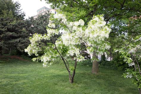 White Fringetree — Hudson River Park