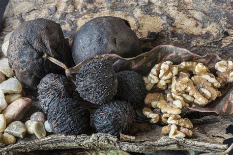 Guide To Foraging For Wild Nuts And For Food By Homemade Recipes At