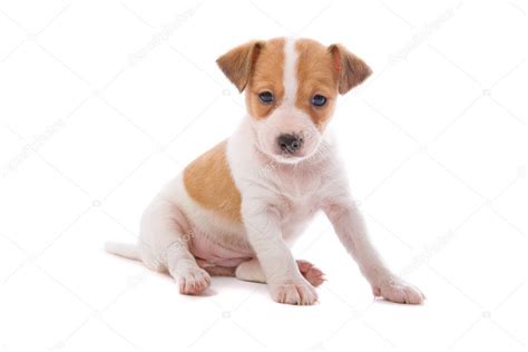 Jack Russell Terrier Pupy — Stock Photo © Eriklam 2584141