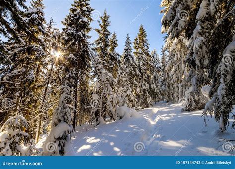 Snow Covered Pine Trees In Carpathian Mountains In Winter Sunny Stock