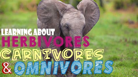 Herbivores use their molars for crushing and grinding plants. Long Vowels - Lessons - Tes Teach