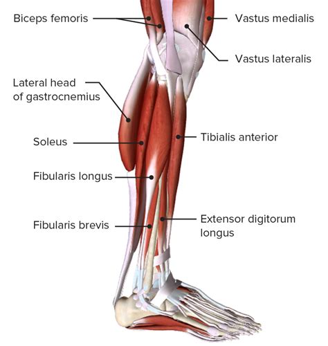Leg Anatomy Muscles Ligaments And Tendons Muscles Of The Anterior Leg Sexiz Pix