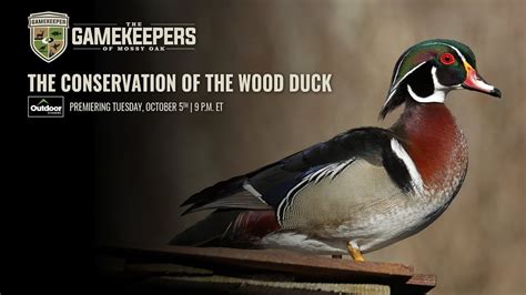 The Conservation Of The Wood Duck Mossy Oak Gamekeeper