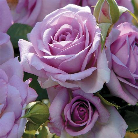We're family owned and operated, and. Enchanted Evening Floribunda Rose - Bareroot at Jackson ...