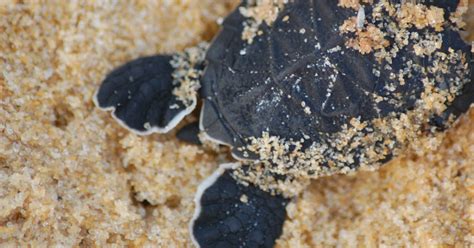 Environmental Justice Foundation Ejf In The Field Turtle Nesting