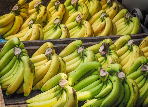 Bunch Of Ripened Organic Bananas Stock Photo Image Of Many Natural