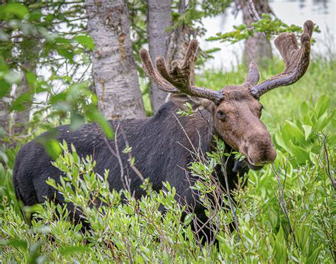 Moose On The Loose Photograph By Mark Memmott Fine Art America