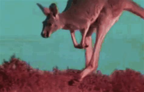 Psychedelic Gifmovie Gif Wifflegif