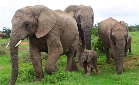Dan ini semua terjadi gara gara sebuah kursi. Sains dalam Alquran, Hewan Hidup Berkelompok seperti Umat Manusia : Okezone Muslim