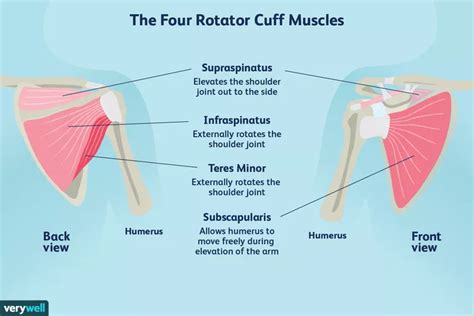 Rotator Cuff Injuries Move Osteopathy