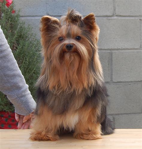 The Heavenly Yorkies One Of Our Adult Yorkies Is Looking For A Home