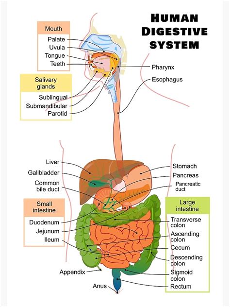 Digestive System Diagram Printable