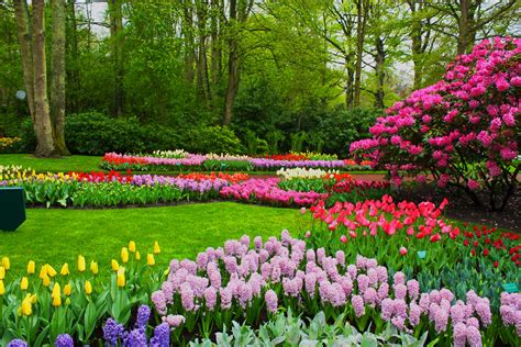 Spring Flowers Scenery Hd Wallpapers Free Download