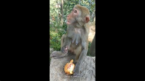 A Funny Monkeys Compilation Youtube