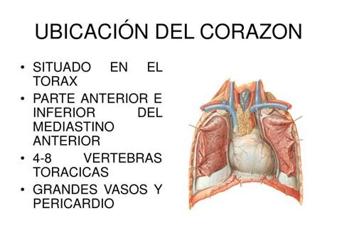 Ppt Anatomia Del Corazon Powerpoint Presentation Id613003