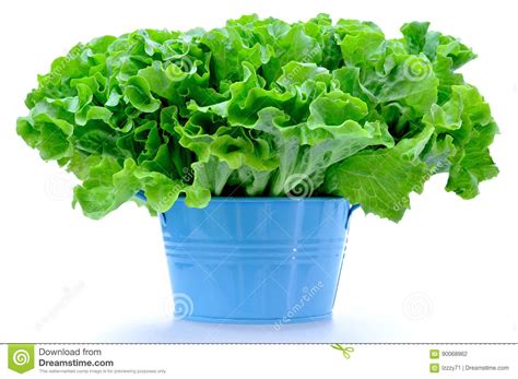 Fresh Green Lettuce Salad In The Bowl Isolated On White Stock Photo