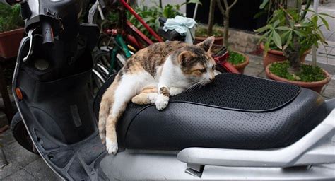 Pets are social animals that love to spend their maximum time with their favourite people. Top 5 Motorcycle Pet Carrier for The Budget - Best Cat ...