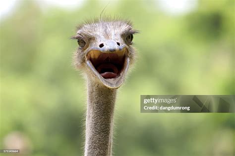Joke Ostrich Laughing Only Head And Eye High Res Stock Photo Getty Images