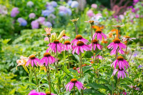 What Are The Most Popular Perennial Flowers 20 Best Perennial Flowers Easy Perennial Plants To
