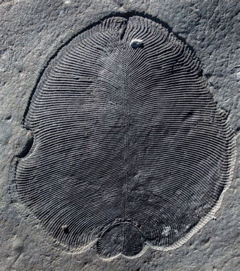 Earliest Animal Fossils Are Identified Bbc News