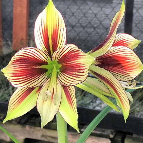 Soft Green Butterfly Amaryllis For Sale Online Amaryllis Papilio