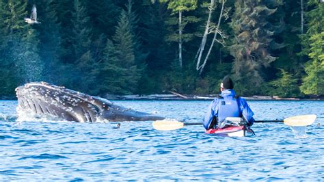 Kayaking With Killer Whales In British Columbia