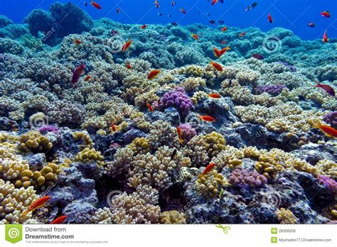 Colorful Coral Reef With Hard Corals On The Bottom Of Red